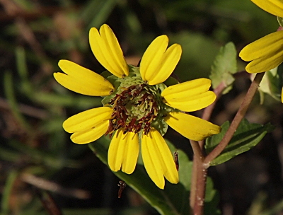 [A close view of one bloom. It has 8 yellow petals which are elongated-heart-shaped. The center of the bloom is green and brown and bristly.]